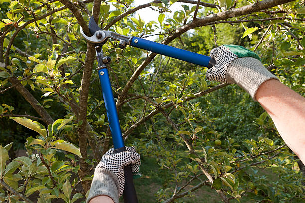 Tree Pruning Charlotte NC​ 4