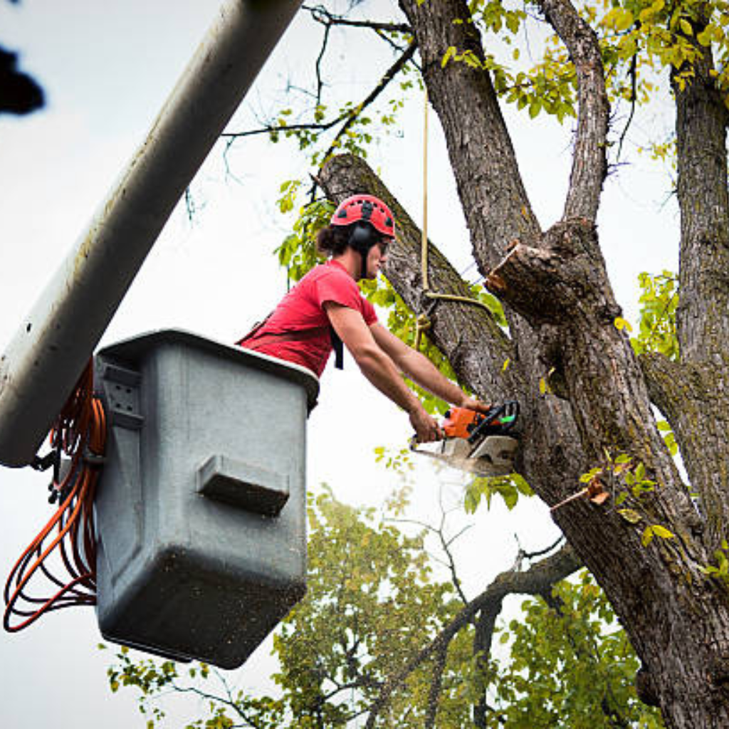 affordable tree service charlotte nc 11