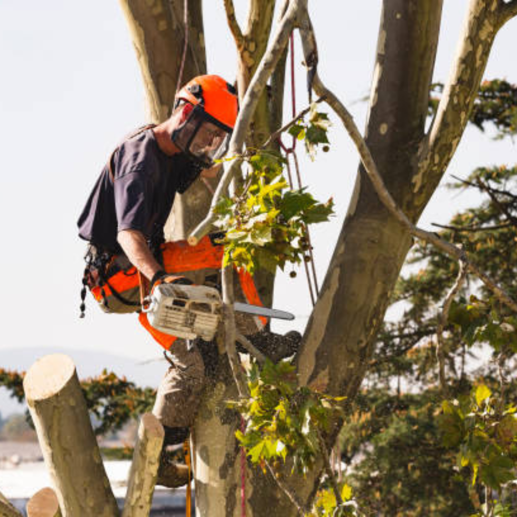 affordable tree service charlotte nc 2