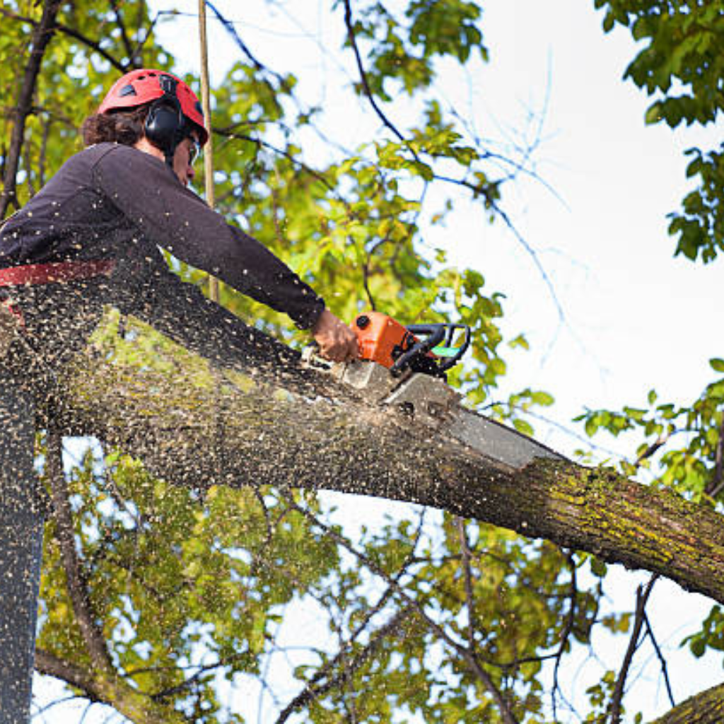 affordable tree service charlotte nc 4