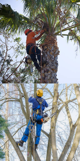 affordable tree service charlotte nc 7